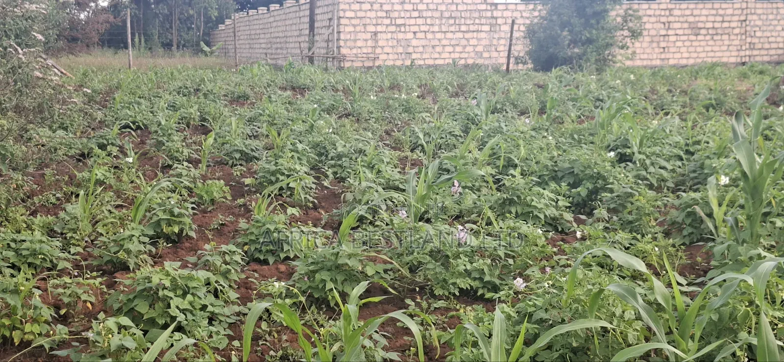 Prime Residential Plots for Sale – Kikuyu Ng’Amba, Kiambu County