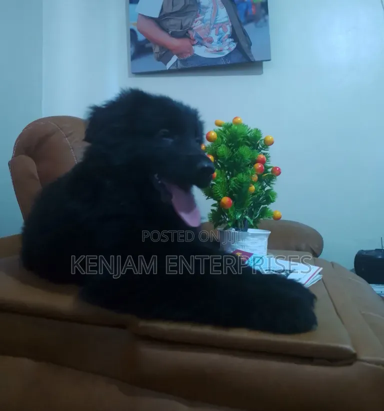1-3 months Male Purebred German Shepherd