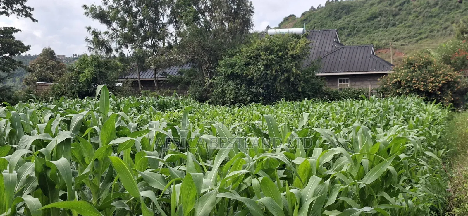 100x100 Plot for Sale – Kikuyu Lusigetti, Kiambu County | KSH 3.8m