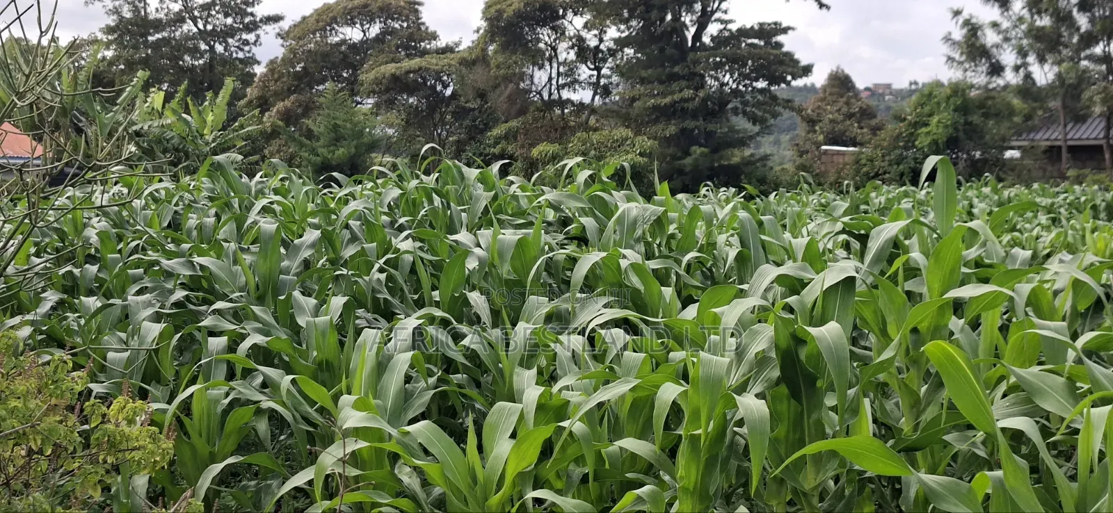 100x100 Plot for Sale – Kikuyu Lusigetti, Kiambu County | KSH 3.8m