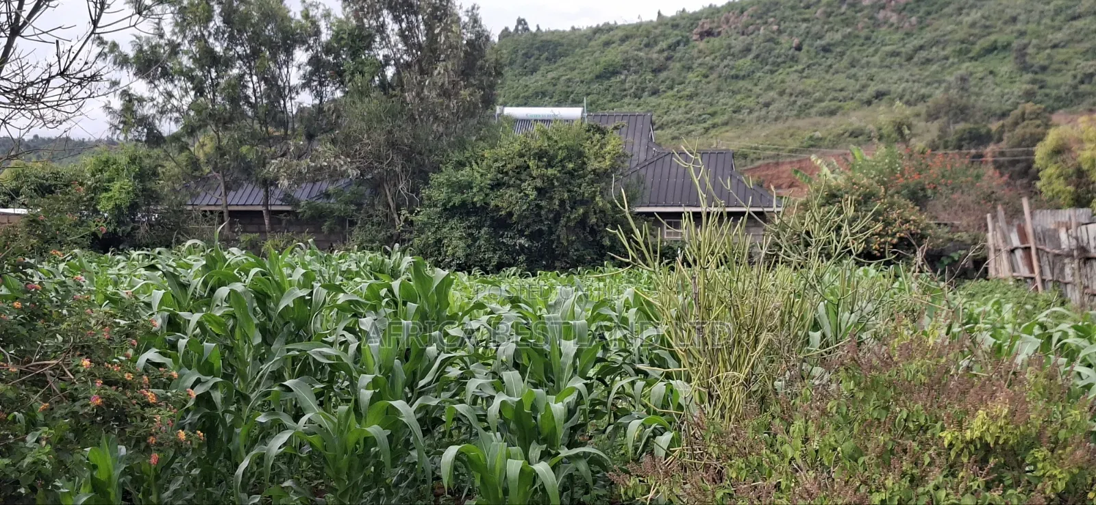 100x100 Plot for Sale – Kikuyu Lusigetti, Kiambu County | KSH 3.8m