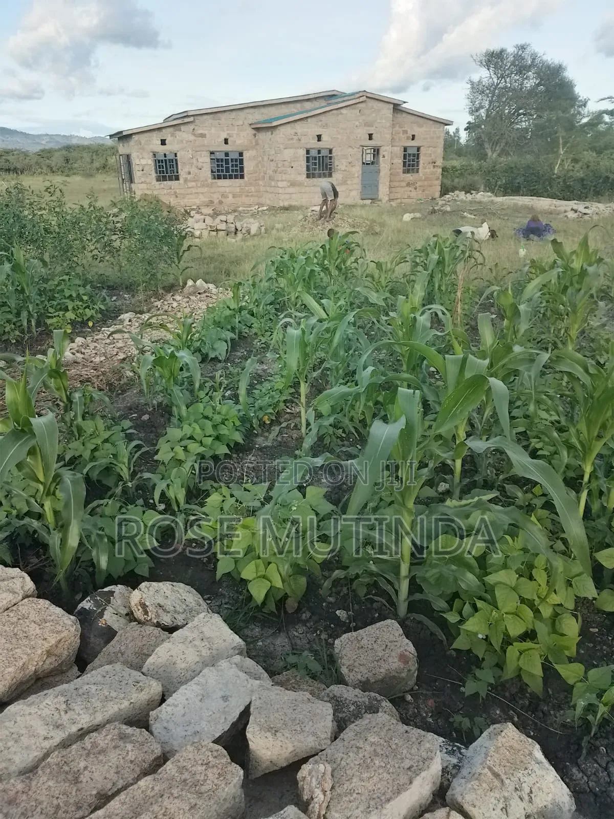 Half an Acre at Mitaboni