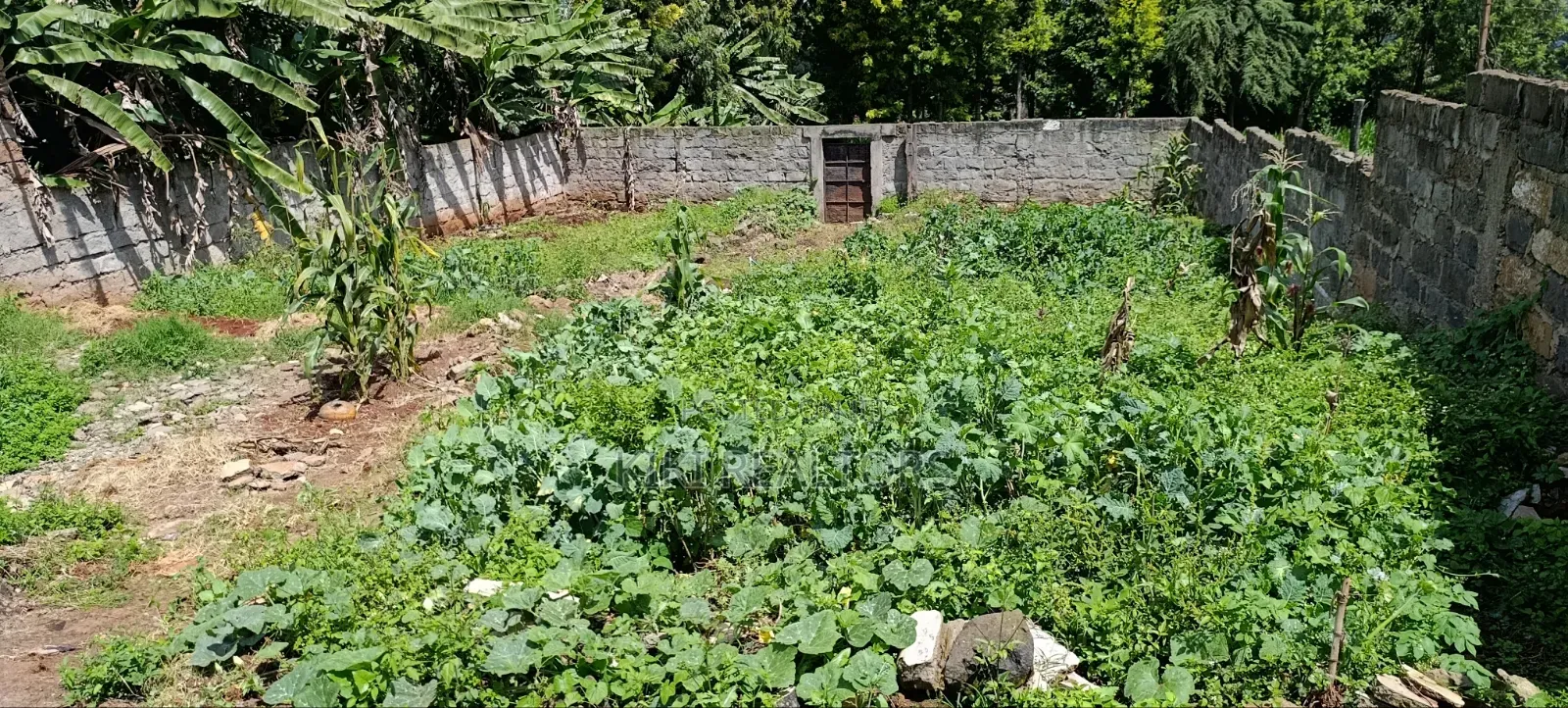 Kikuyu Plots for Sale in Sigona (100x100fts)