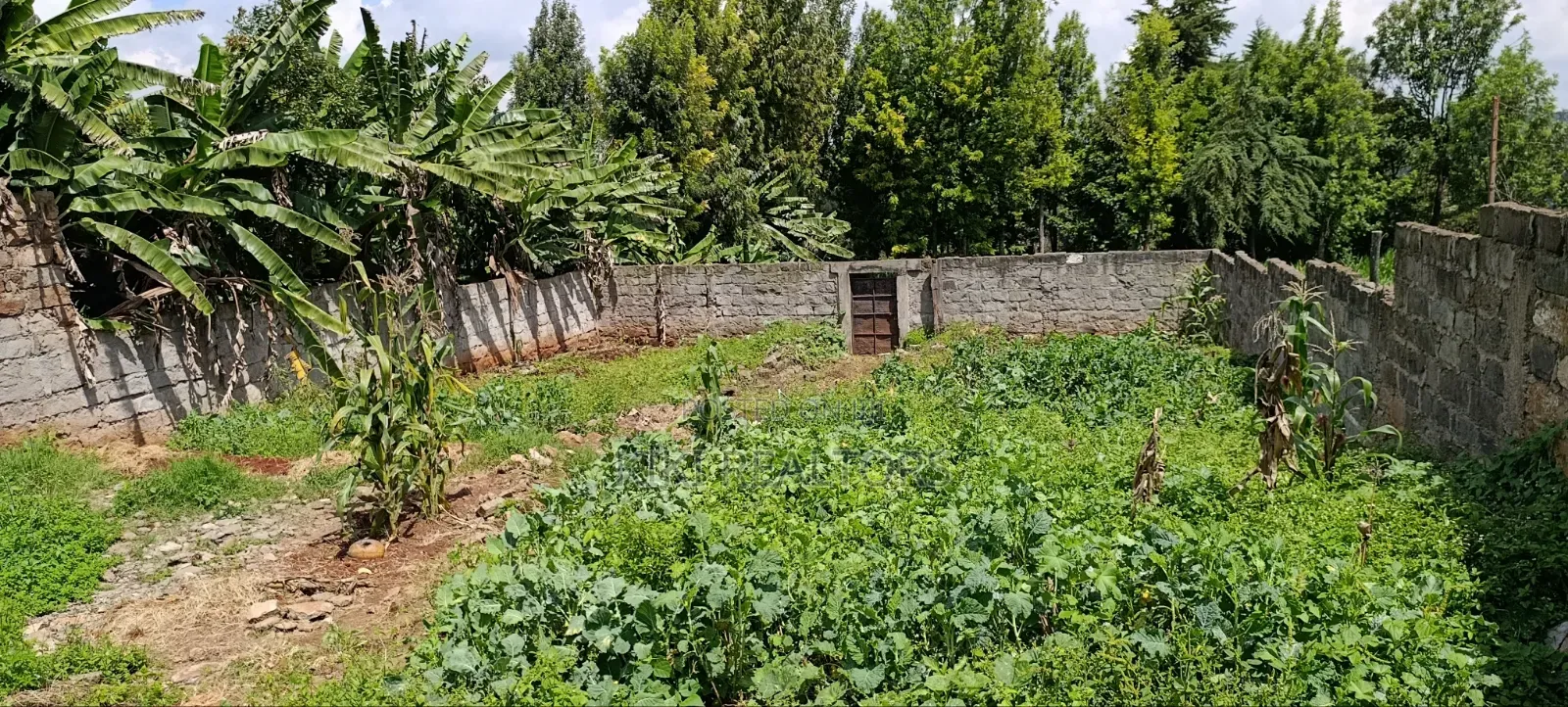 Kikuyu Plots for Sale in Sigona (100x100fts)