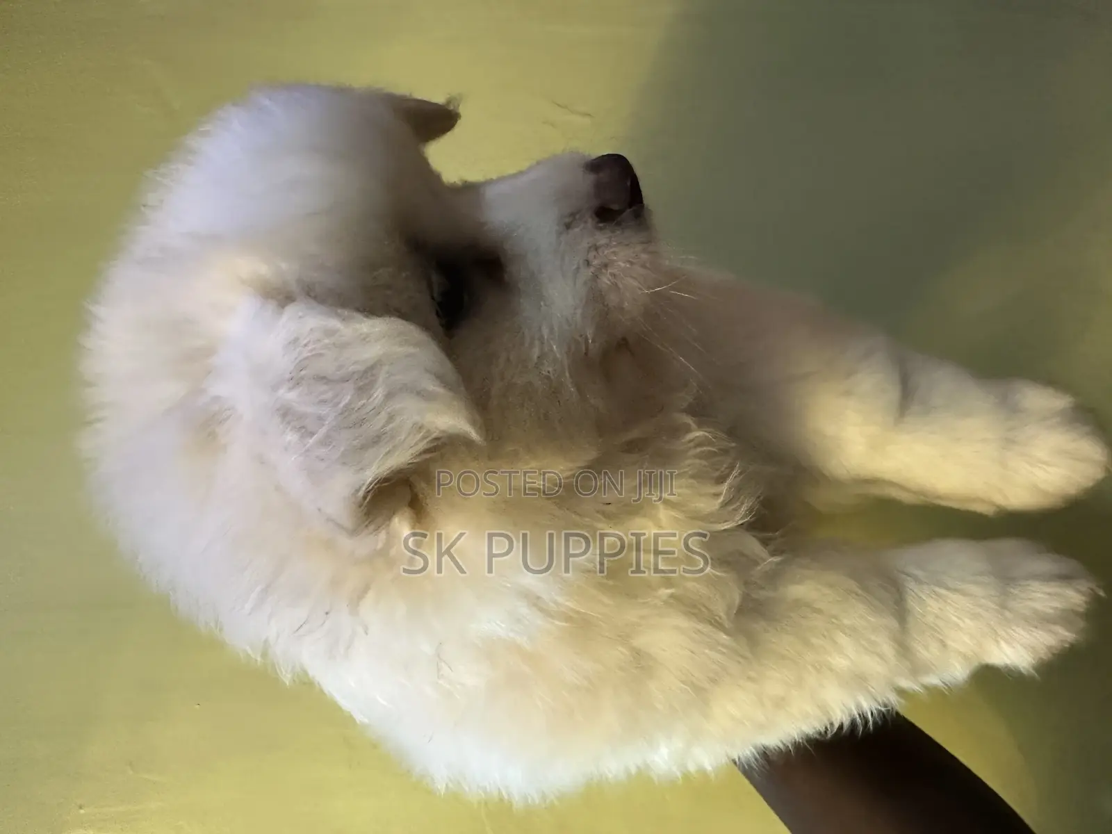 1-3 months Male Mixed Breed Samoyed