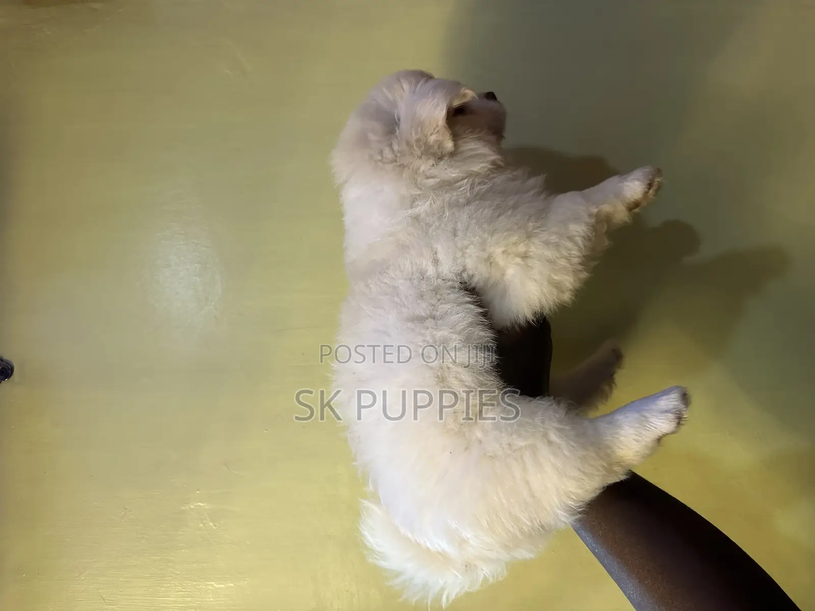 1-3 months Male Mixed Breed Samoyed