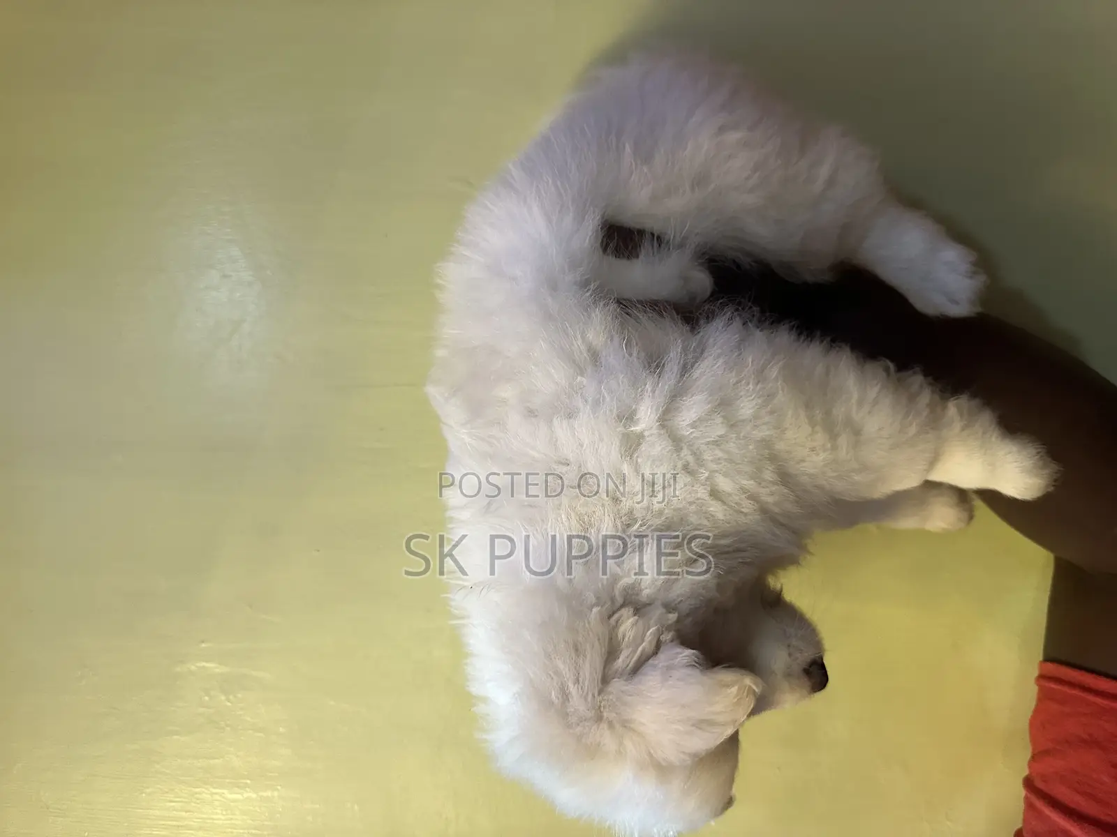 1-3 months Male Mixed Breed Samoyed