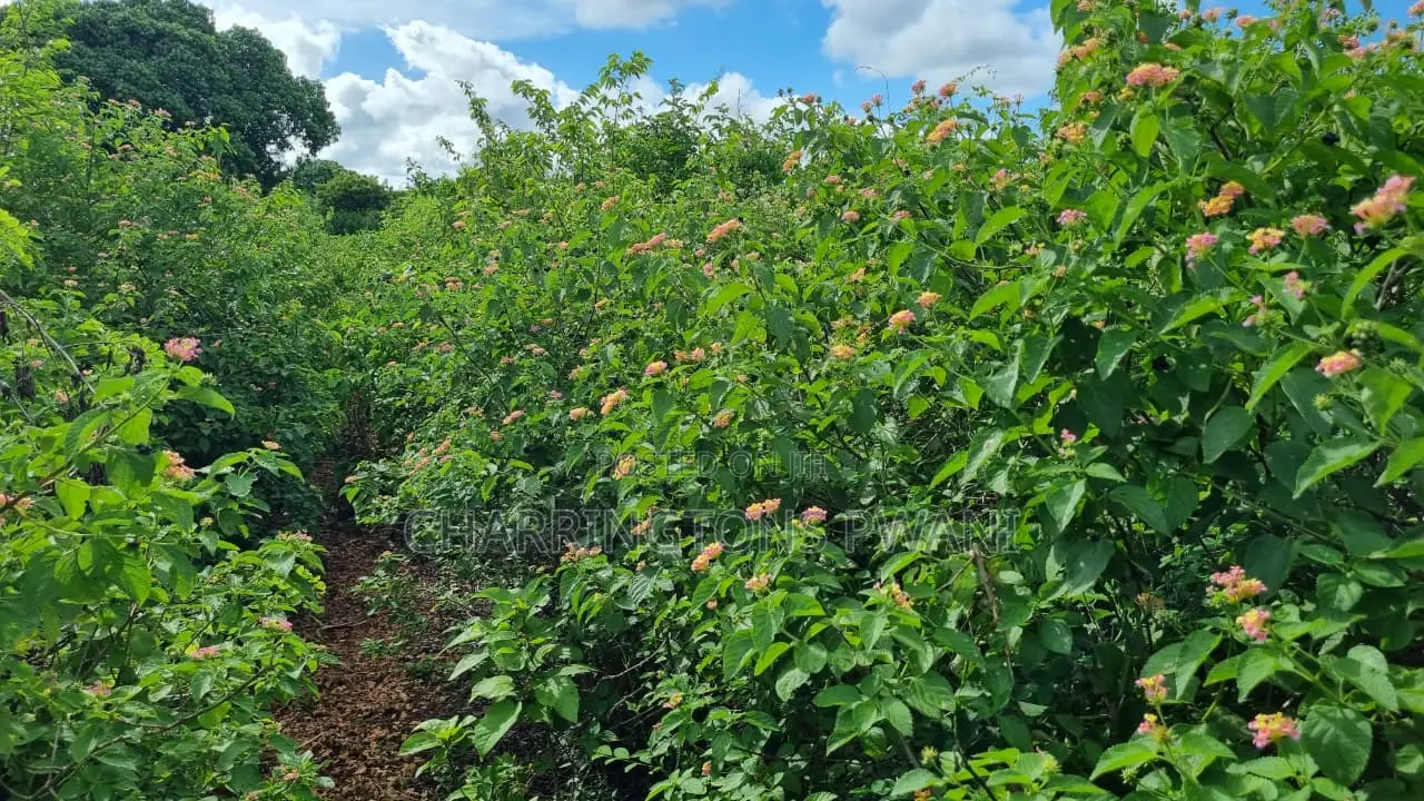 1⁄2 Acre Plot | 3rd Row Diani | Mature Vegetation | 6 Mins to Beach