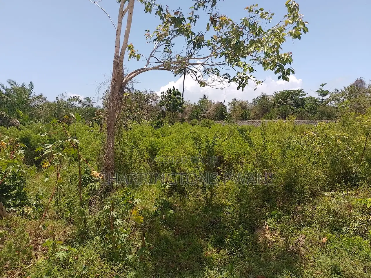 1.25 Acre Corner Plot | 3rd Row Galu-Kinondo | 3 Mins to Beach