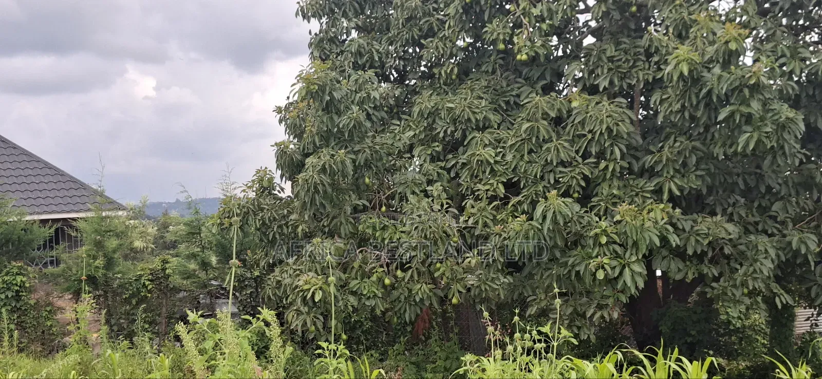50x100 Residential Plot for Sale – Kikuyu Ng'amba, Kiambu County