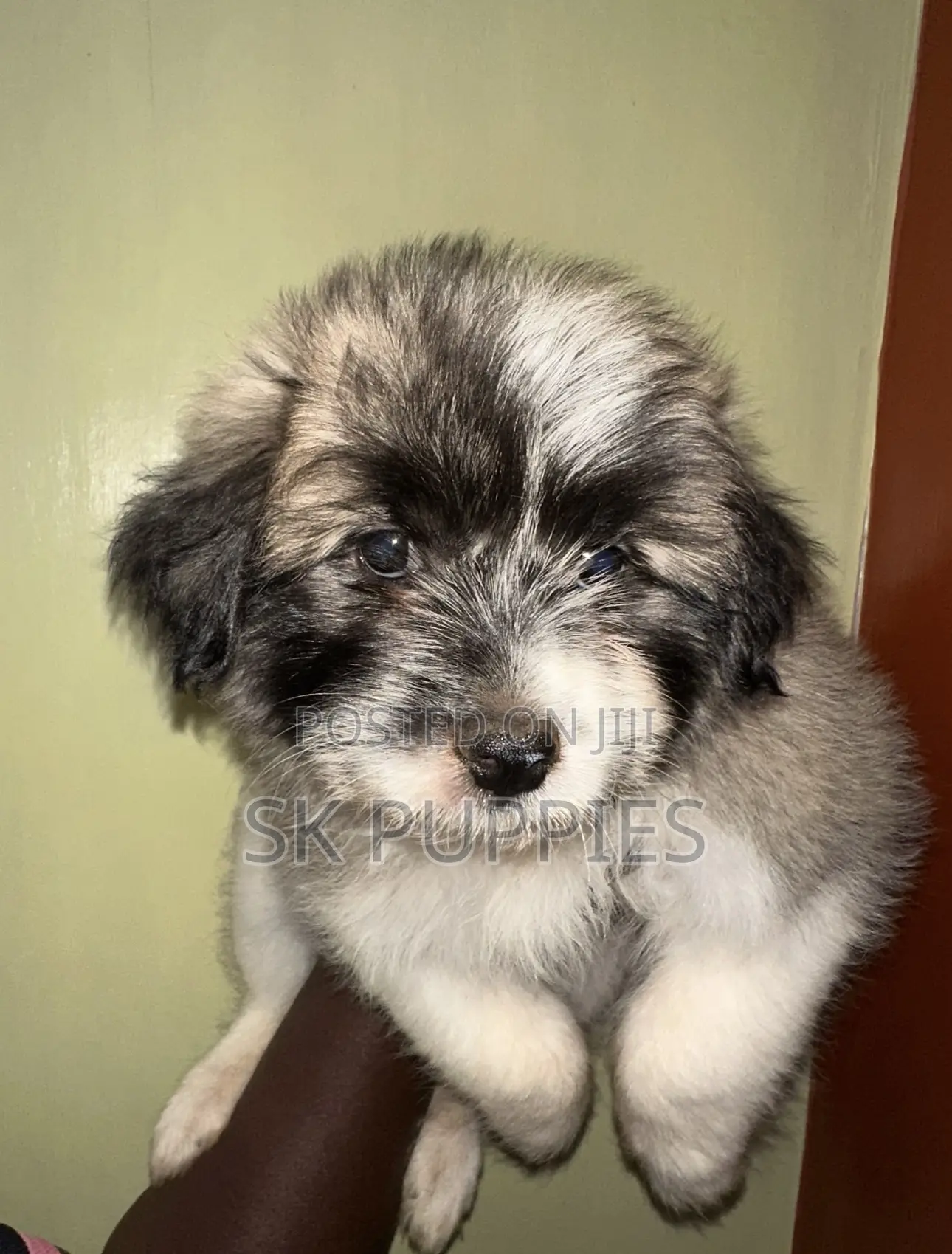 1-3 months Female Mixed Breed Havanese