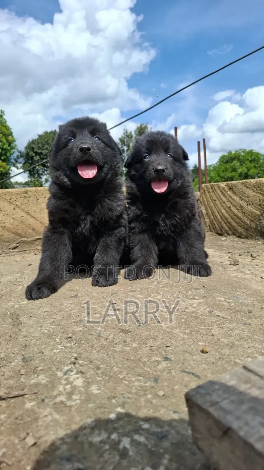 1-3 months Male Purebred German Shepherd