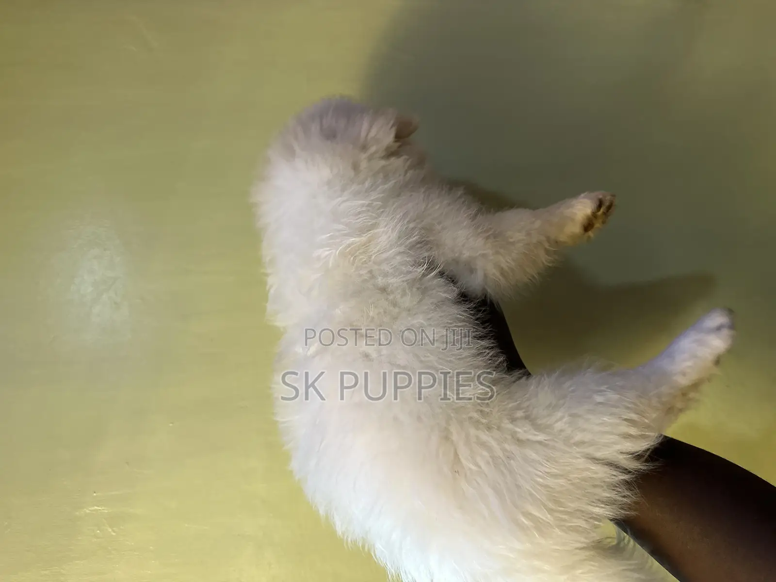 1-3 months Female Mixed Breed Havanese