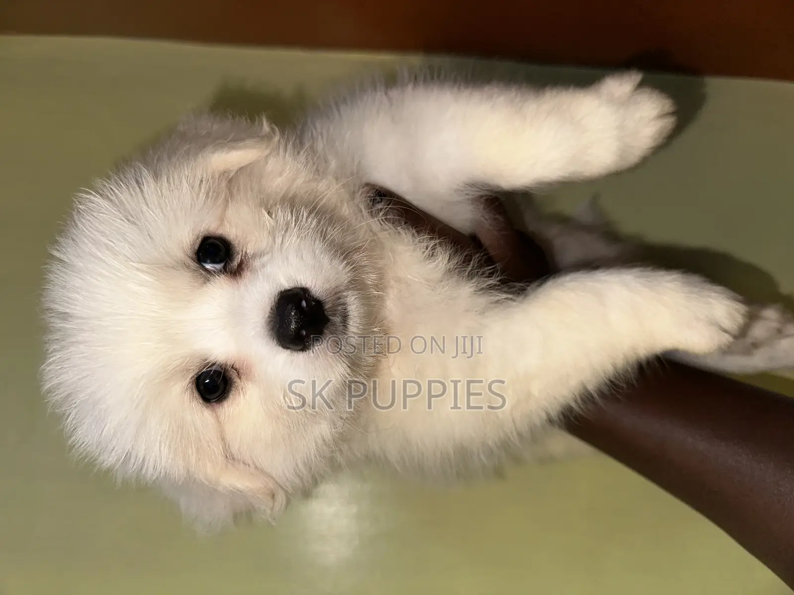 1-3 months Female Mixed Breed Havanese