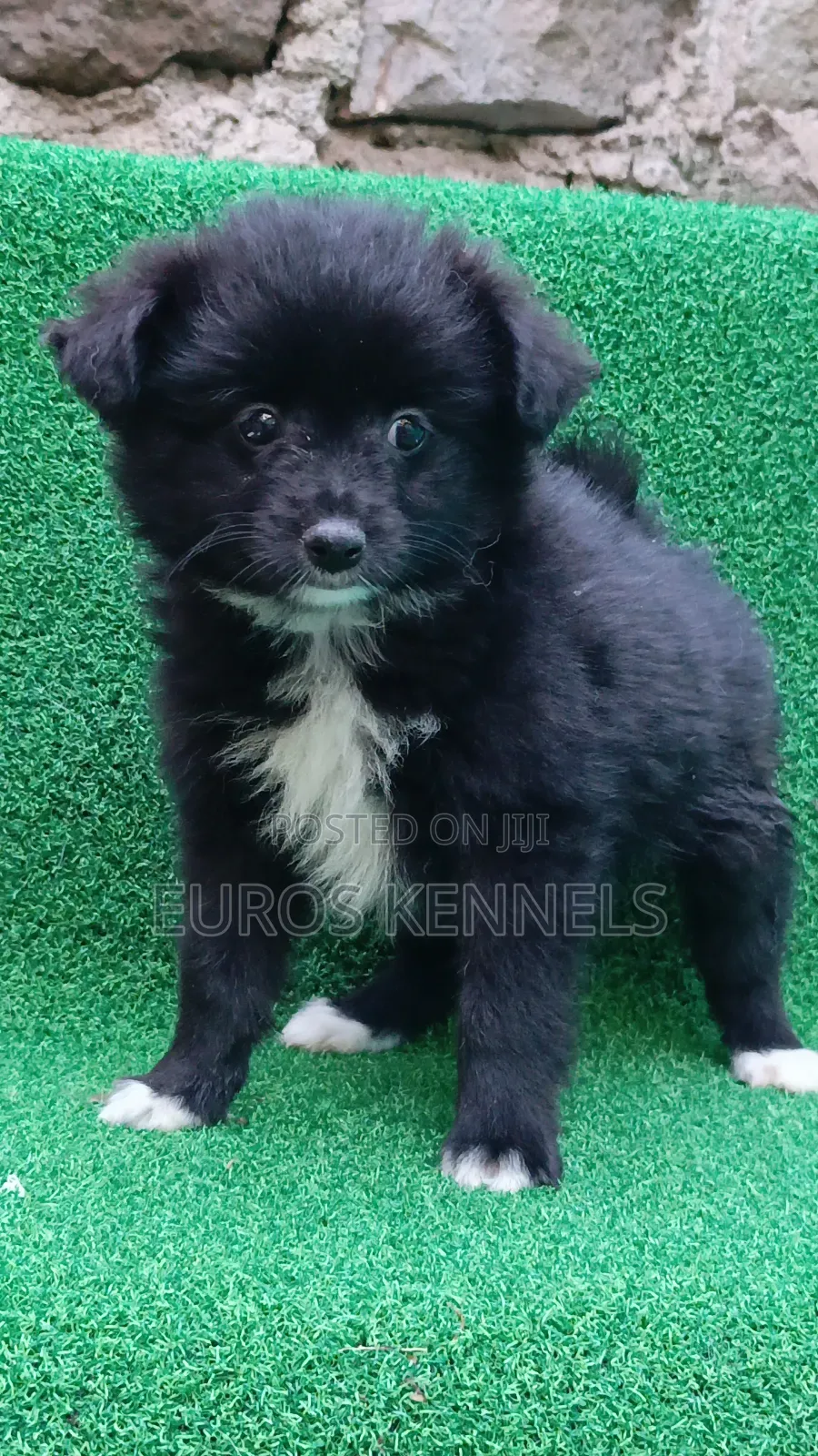 1-3 months Female Purebred Japanese Spitz