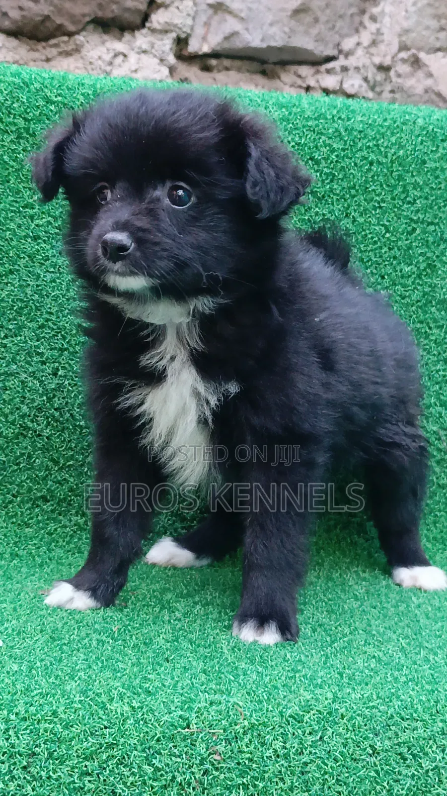 1-3 months Female Purebred Japanese Spitz