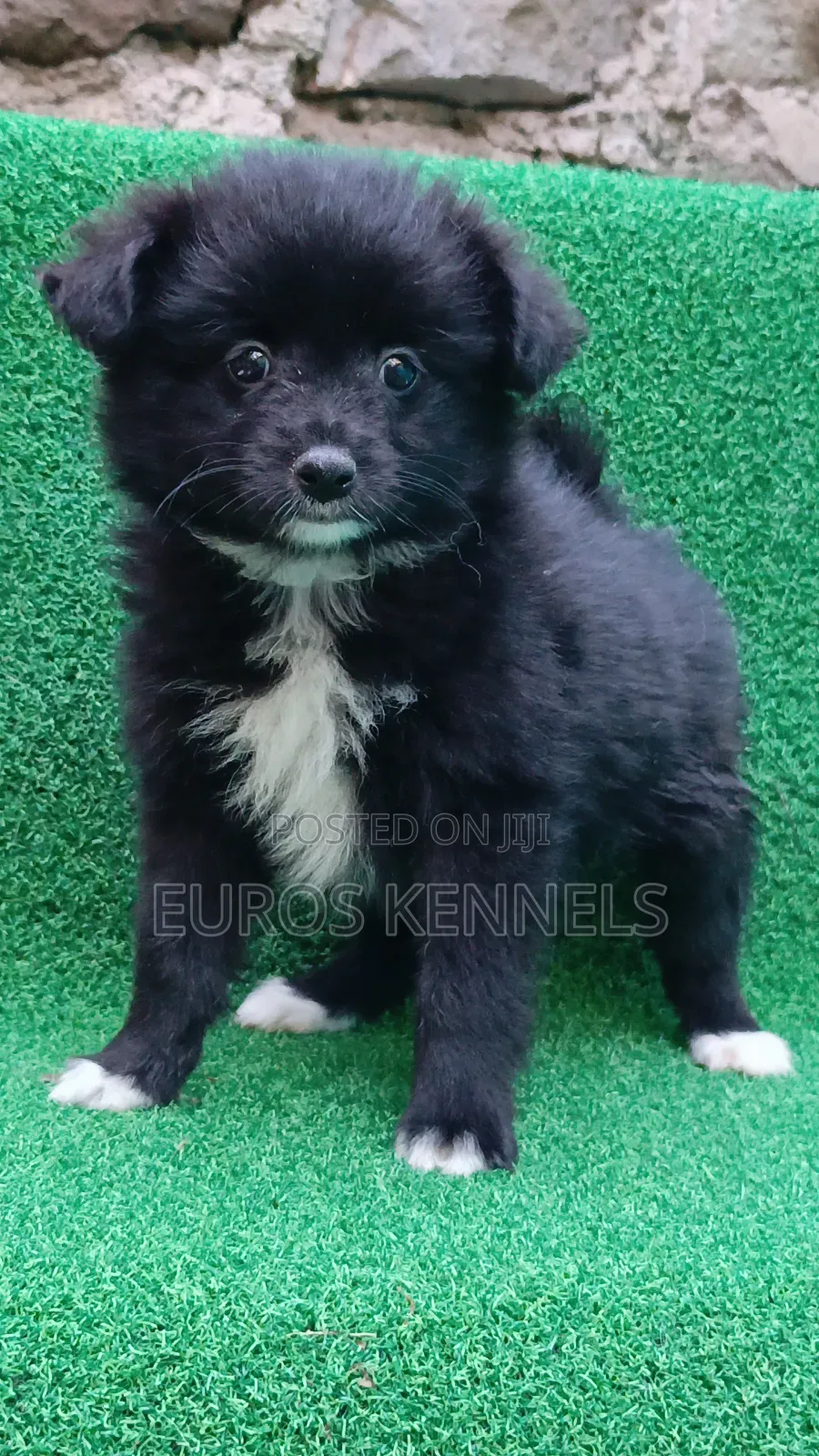 1-3 months Female Purebred Japanese Spitz