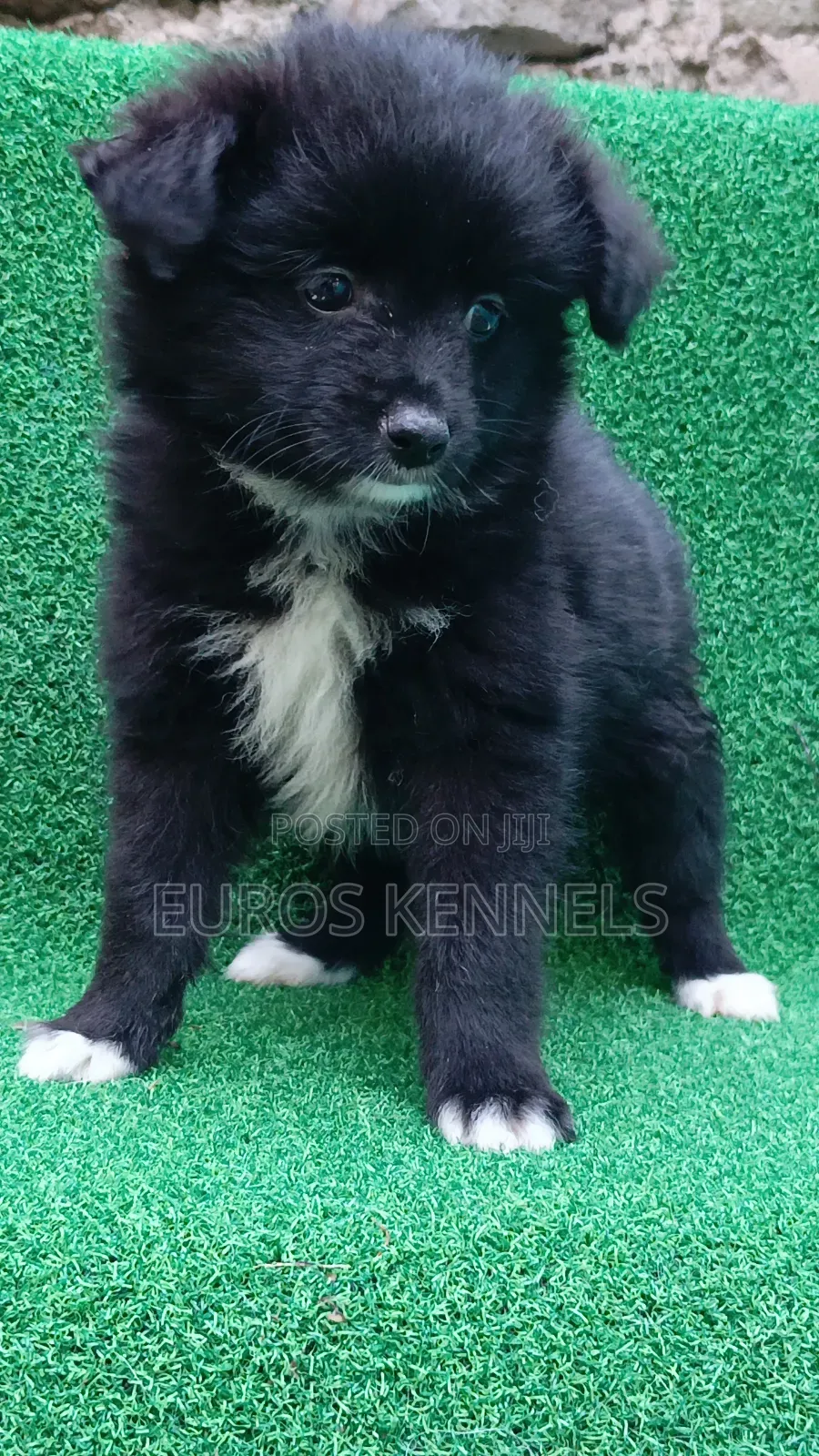 1-3 months Female Purebred Japanese Spitz