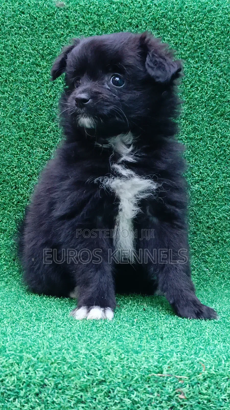 1-3 months Female Purebred Japanese Spitz