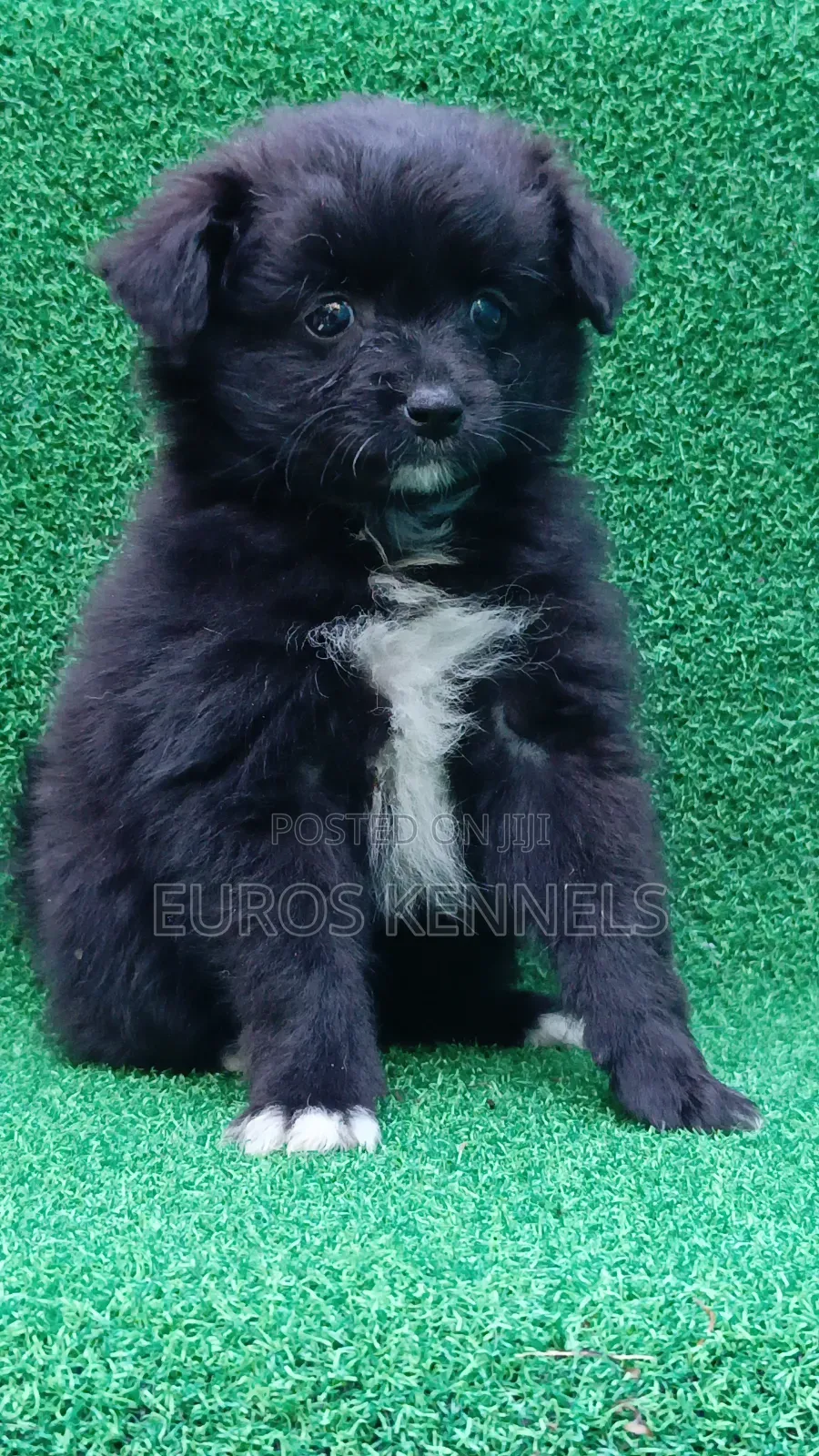 1-3 months Female Purebred Japanese Spitz