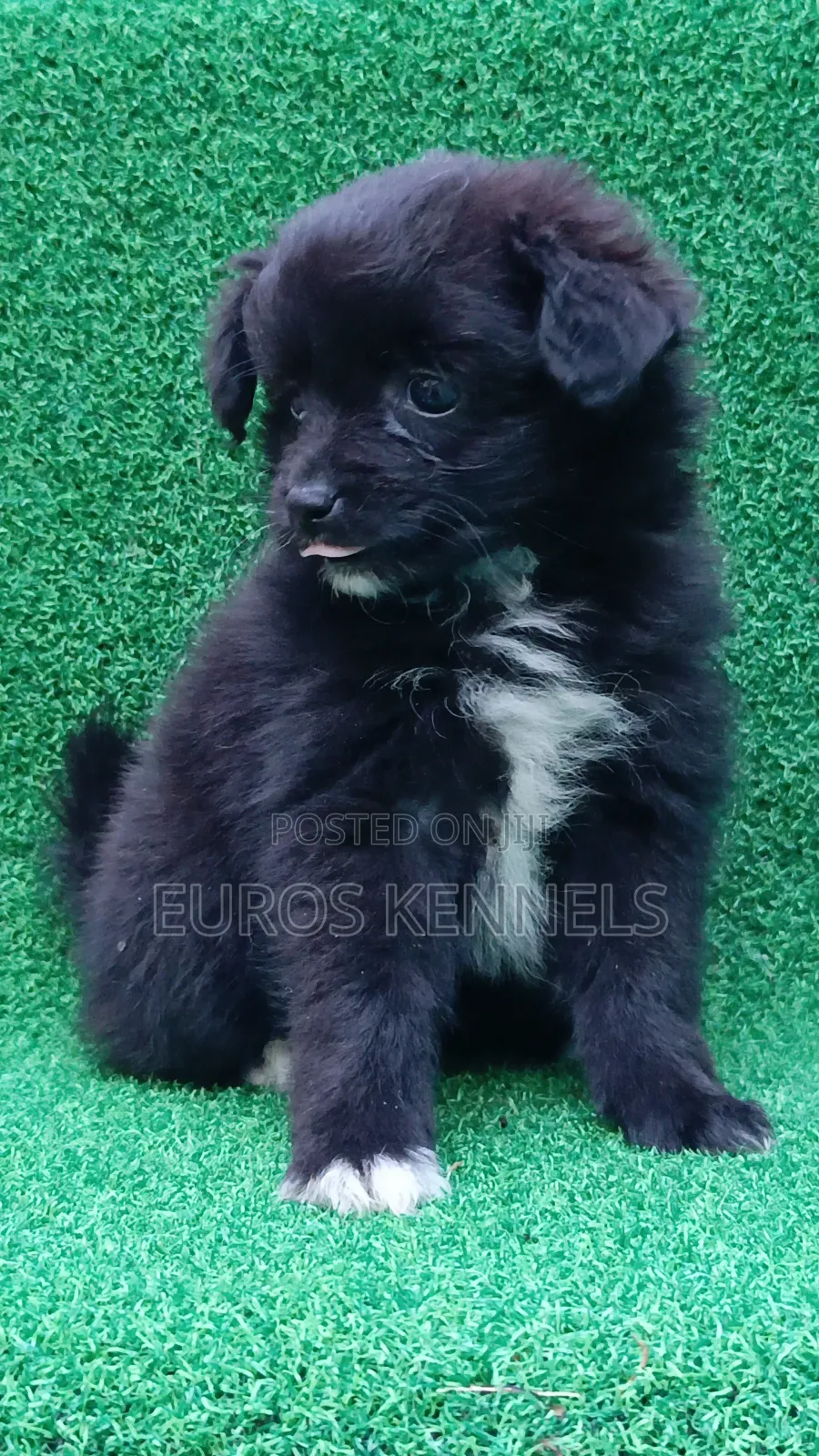 1-3 months Female Purebred Japanese Spitz