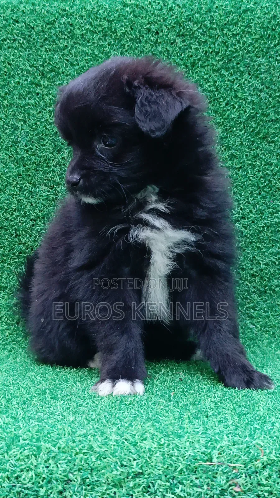 1-3 months Female Purebred Japanese Spitz