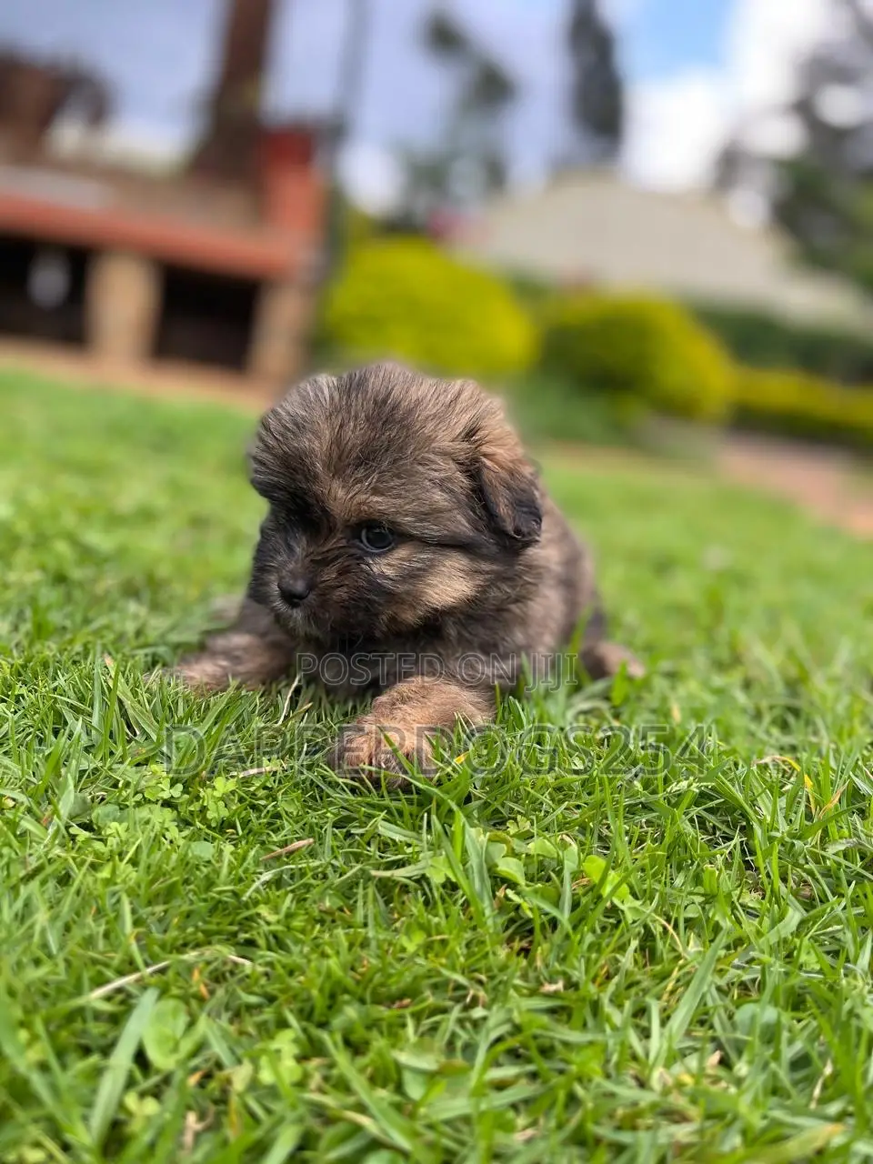 1-3 months Female Purebred Havanese
