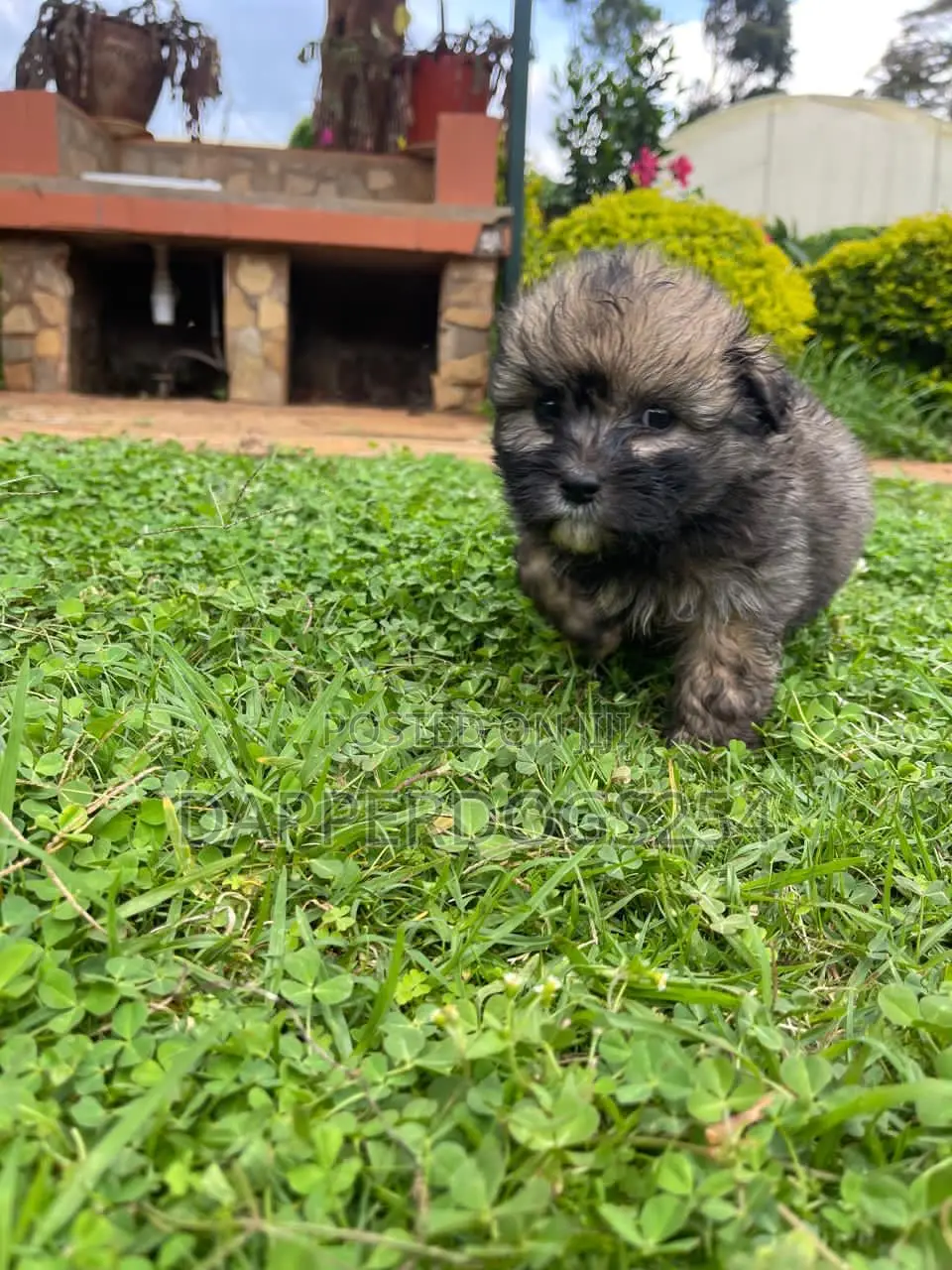 1-3 months Female Purebred Havanese