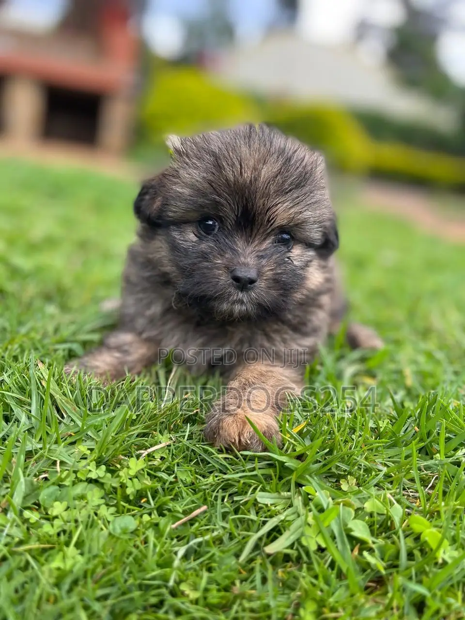 1-3 months Female Purebred Havanese