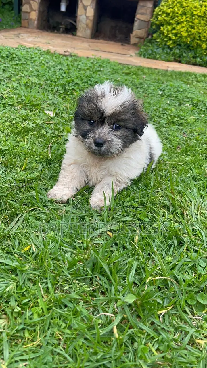 1-3 months Male Purebred Havanese