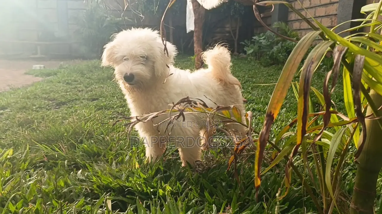 3-6 months Male Purebred Havanese