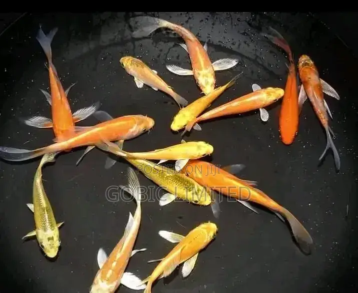 Ornamental Fish Fingerlings on Sale