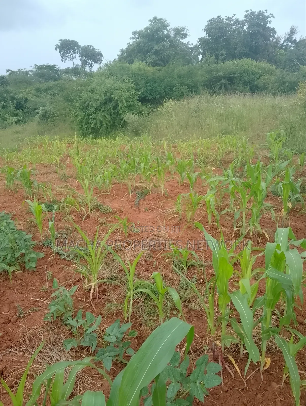 Half Acre Land- At Kyua Near Kwavonza Town