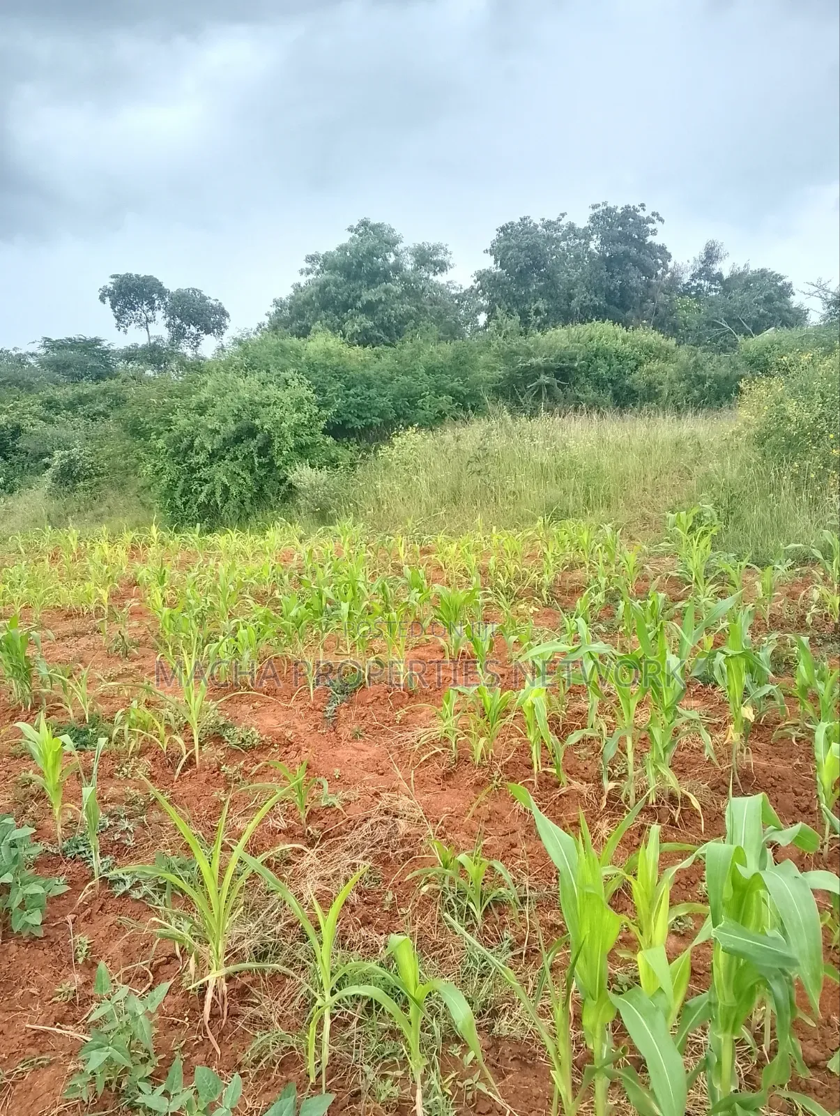 Half Acre Land- At Kyua Near Kwavonza Town