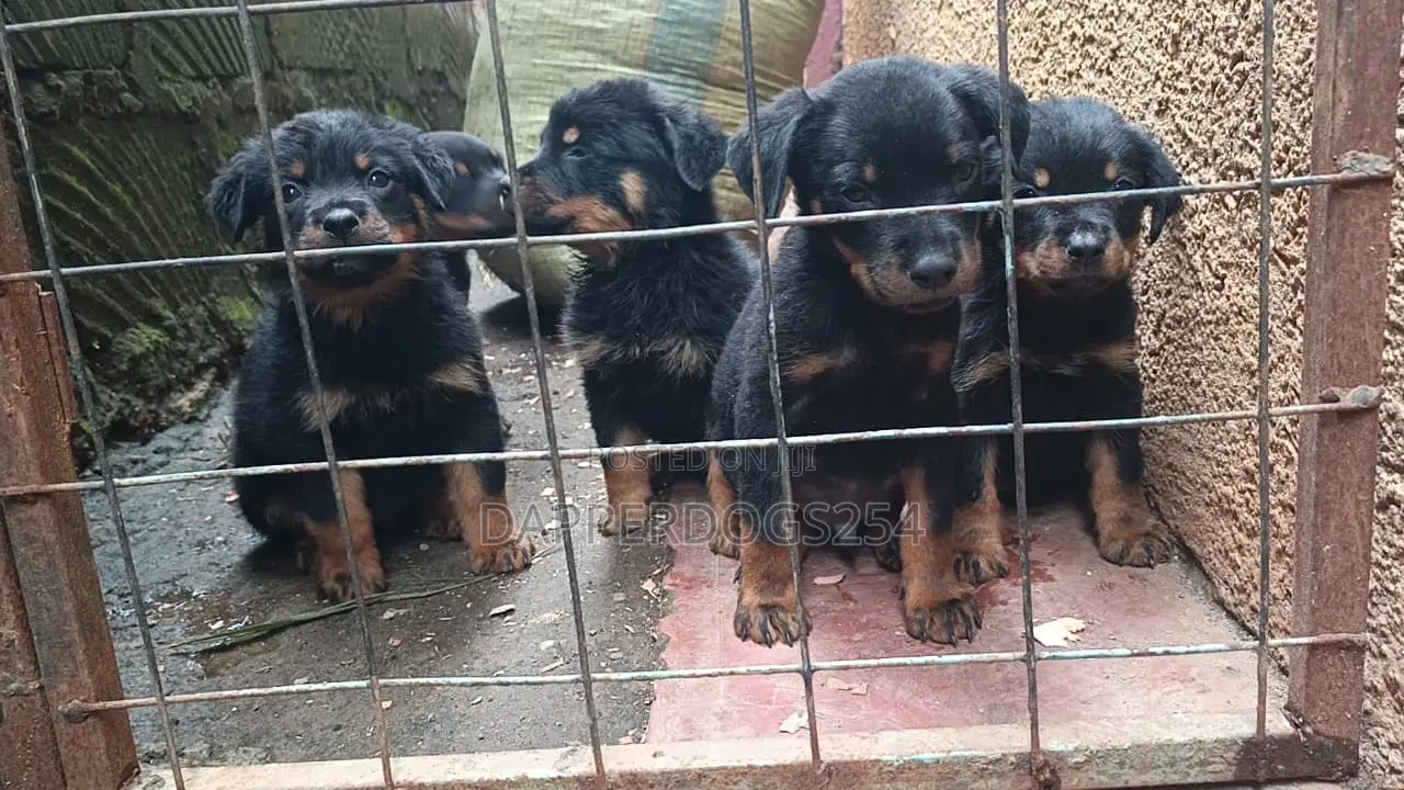 1-3 months Male Purebred Rottweiler