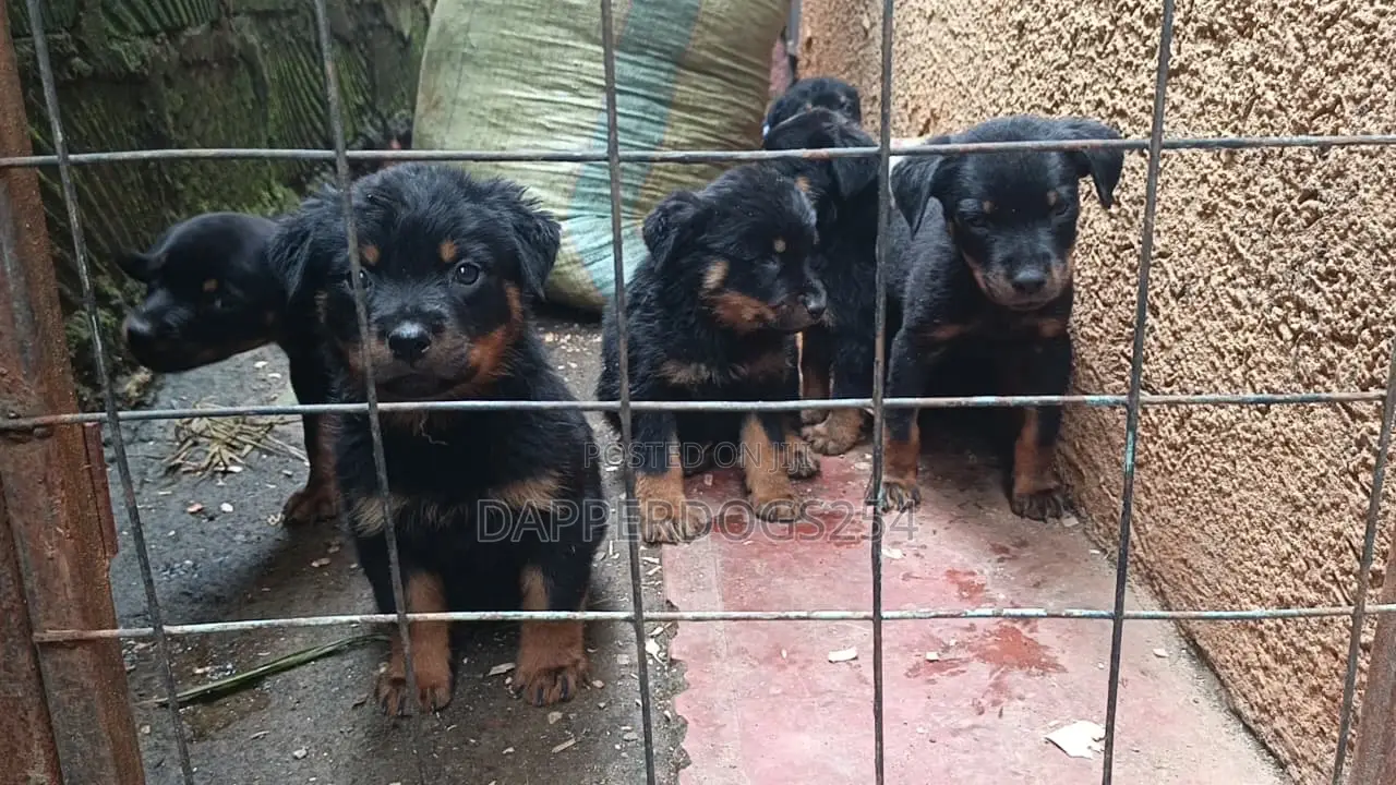 1-3 months Male Purebred Rottweiler