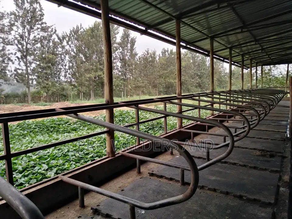 Dairy Farm Equipment: Steel Cubicles for Cows – Best Prices