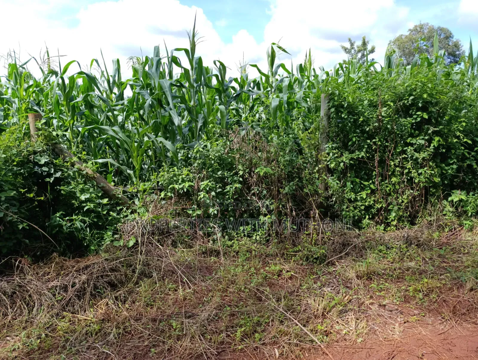 50×100 Plot for Sale in Sagana.