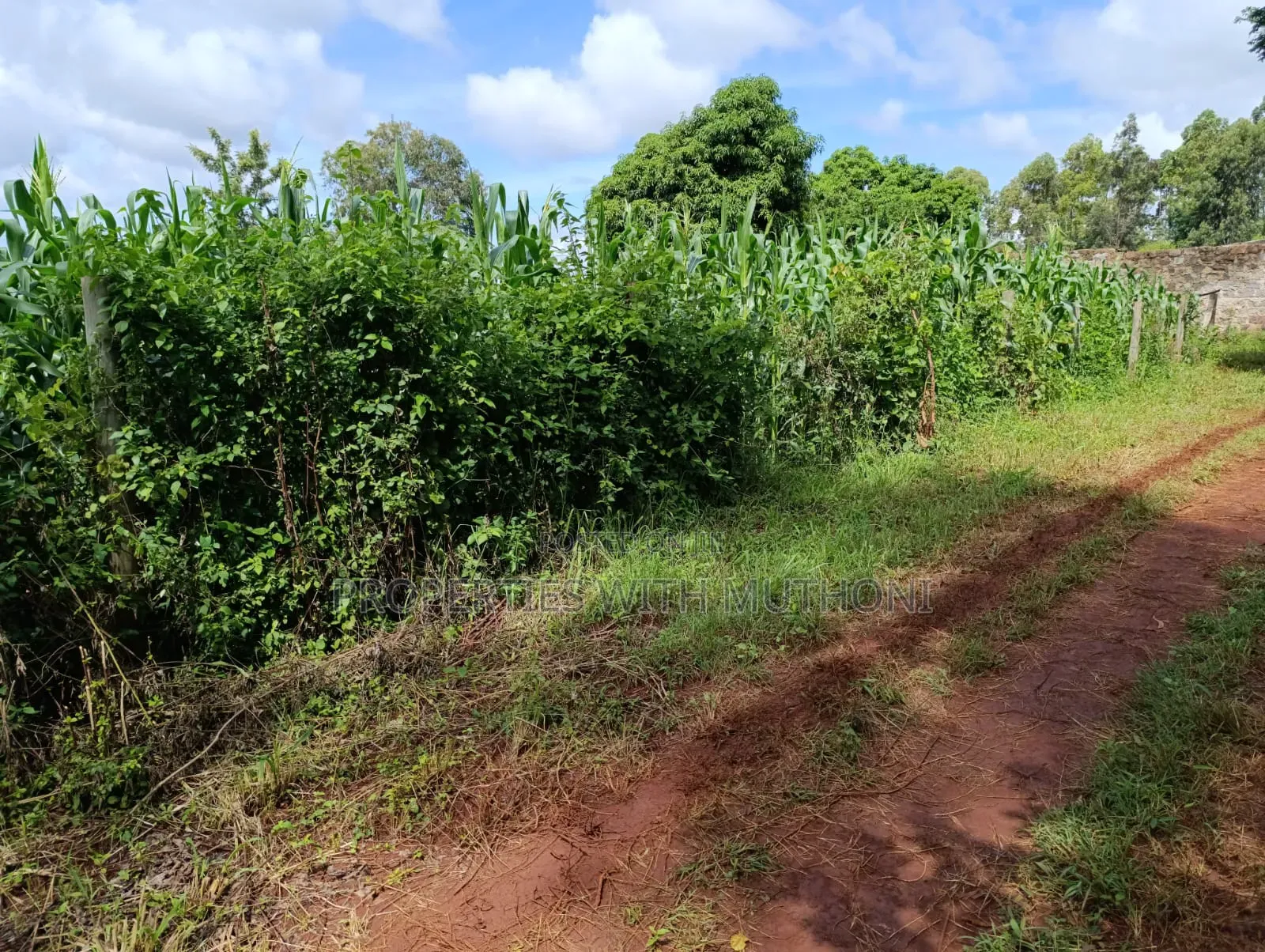 50×100 Plot for Sale in Sagana.