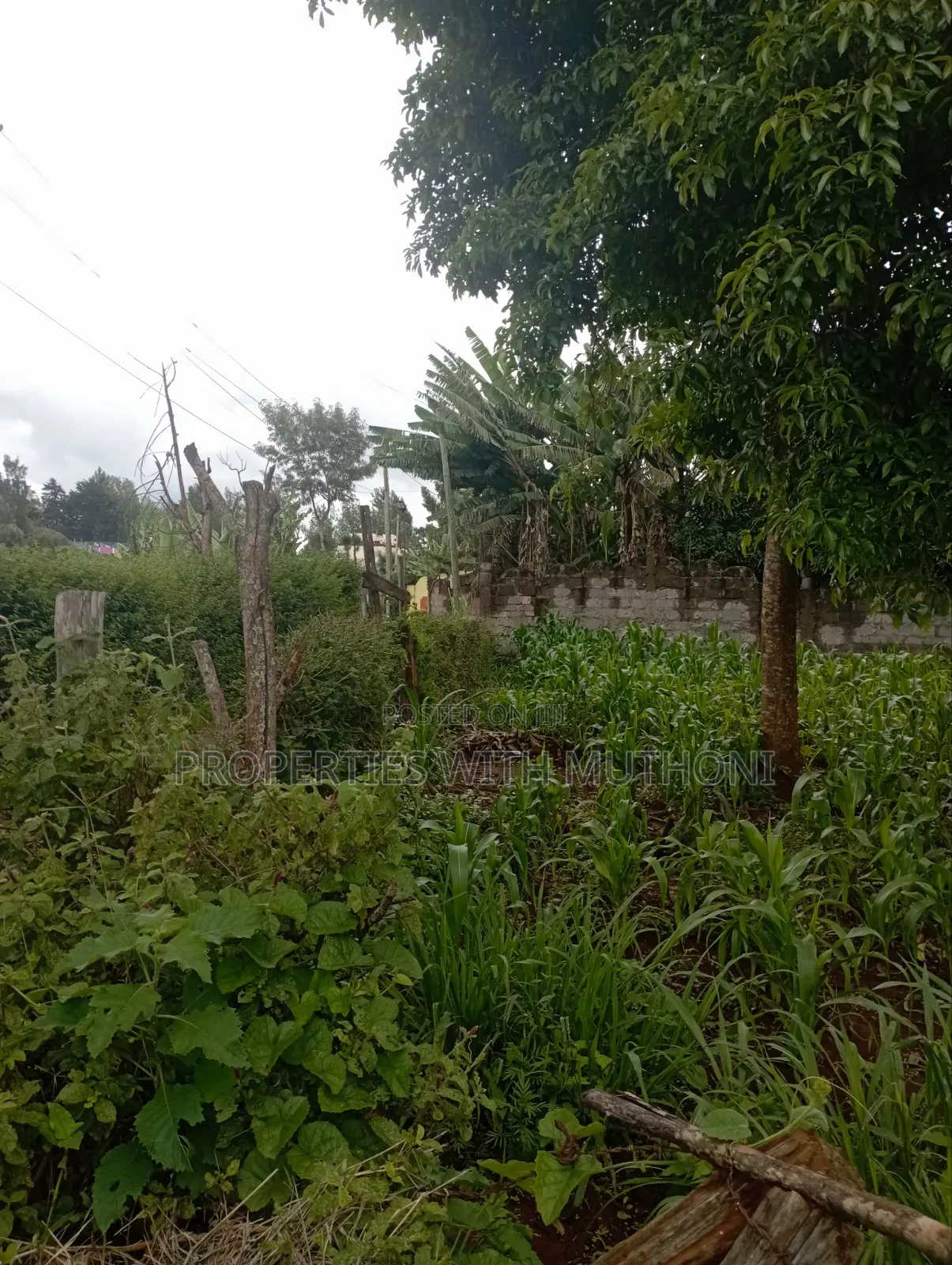 100×100 Plot for Sale in Kibiko, Ngong.