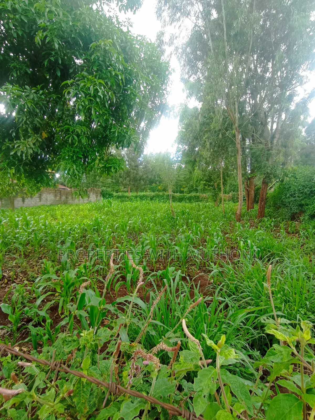 100×100 Plot for Sale in Kibiko, Ngong.