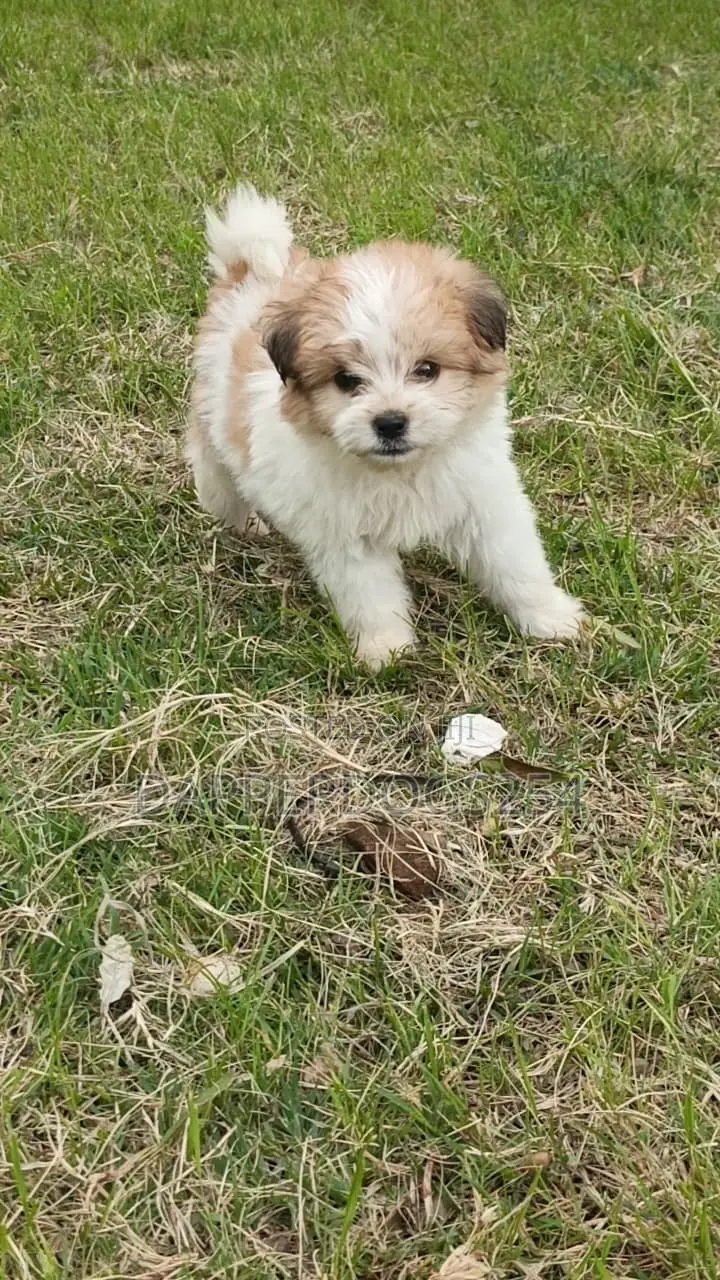 1-3 months Male Purebred Havanese