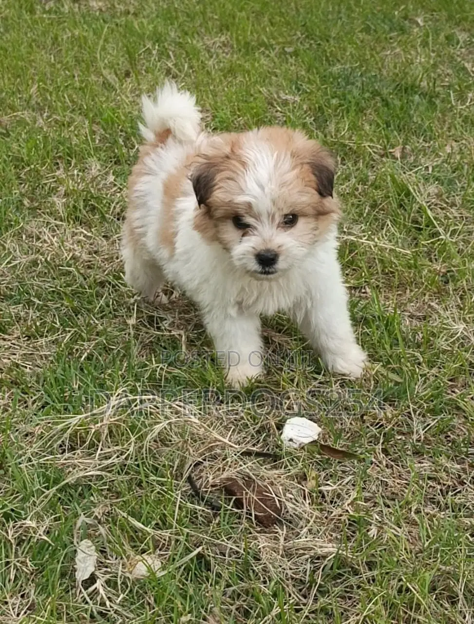 1-3 months Male Purebred Havanese