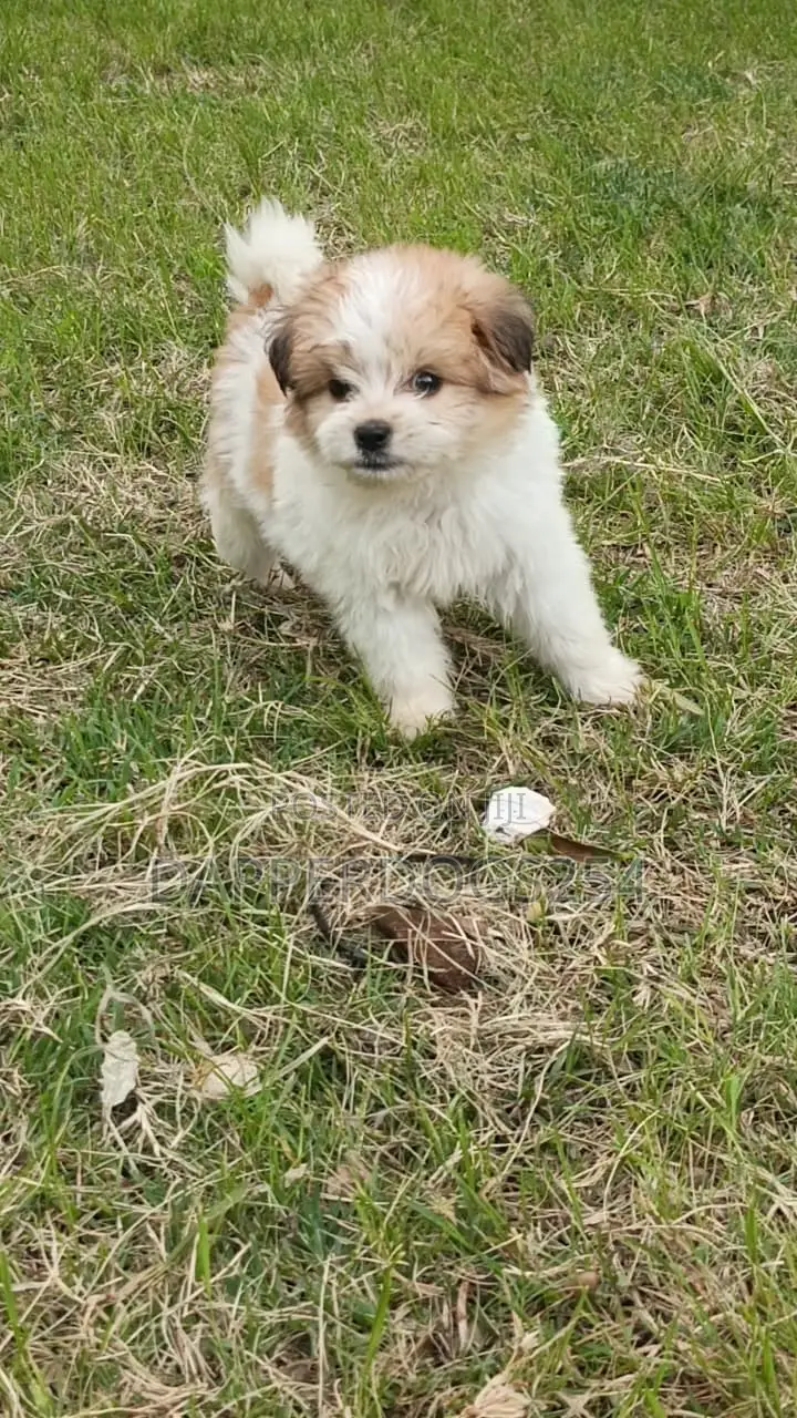 1-3 months Male Purebred Havanese
