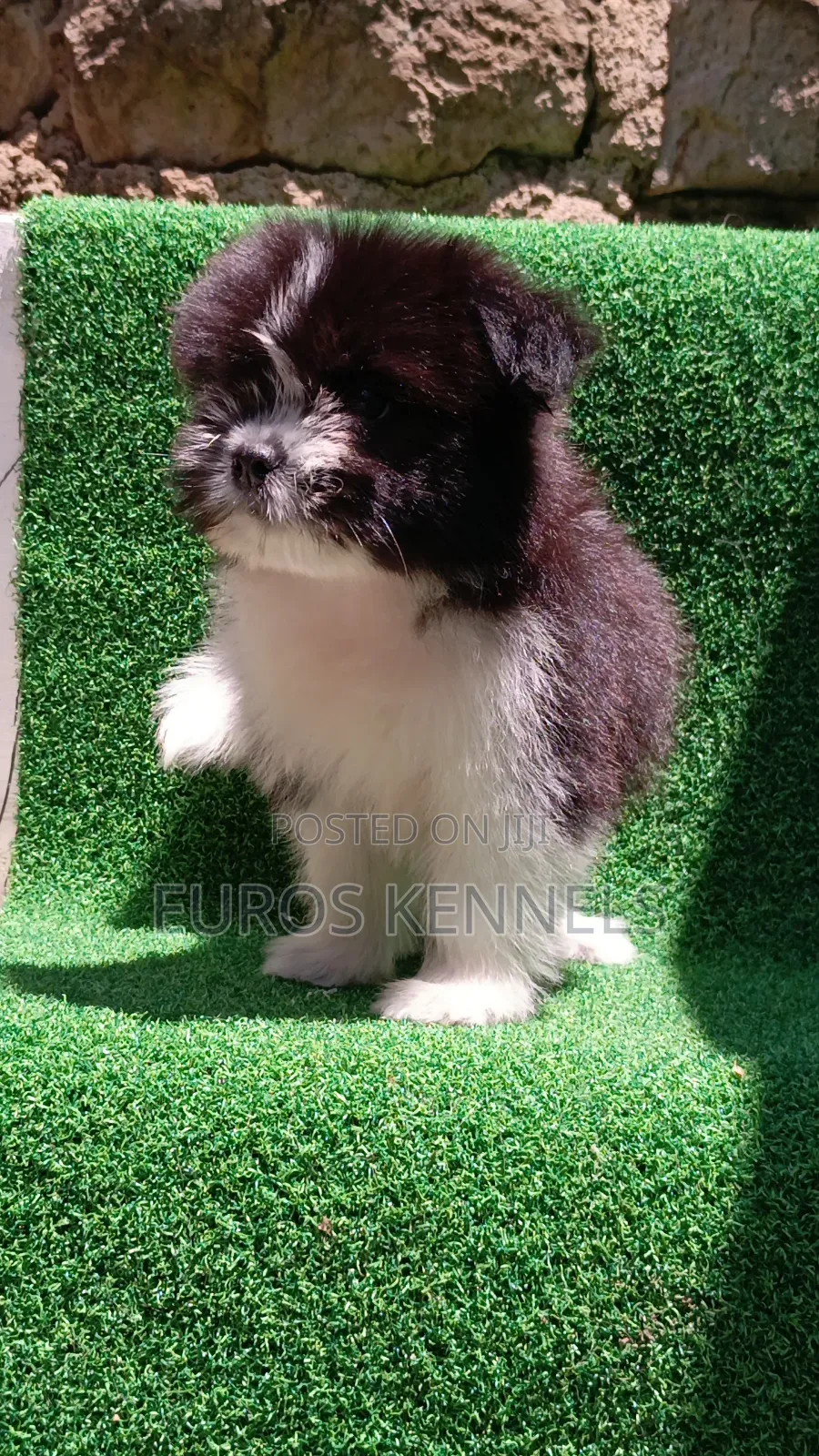 1-3 months Male Purebred Havanese