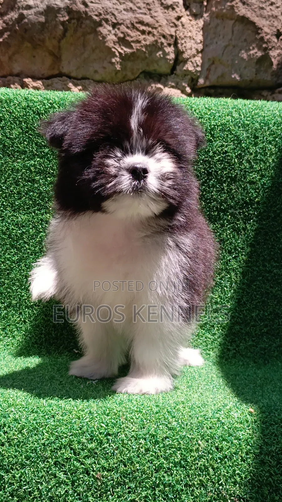 1-3 months Male Purebred Havanese