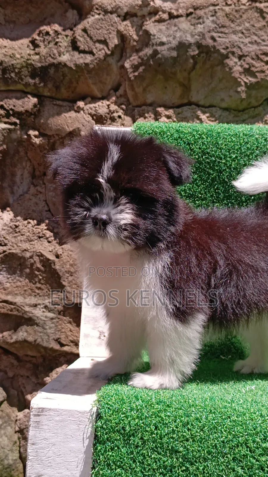 1-3 months Male Purebred Havanese