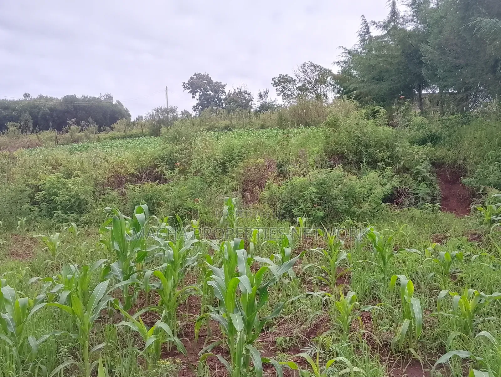 1/4 Quarter Plot Mua Hills Fronting Tarmac Road