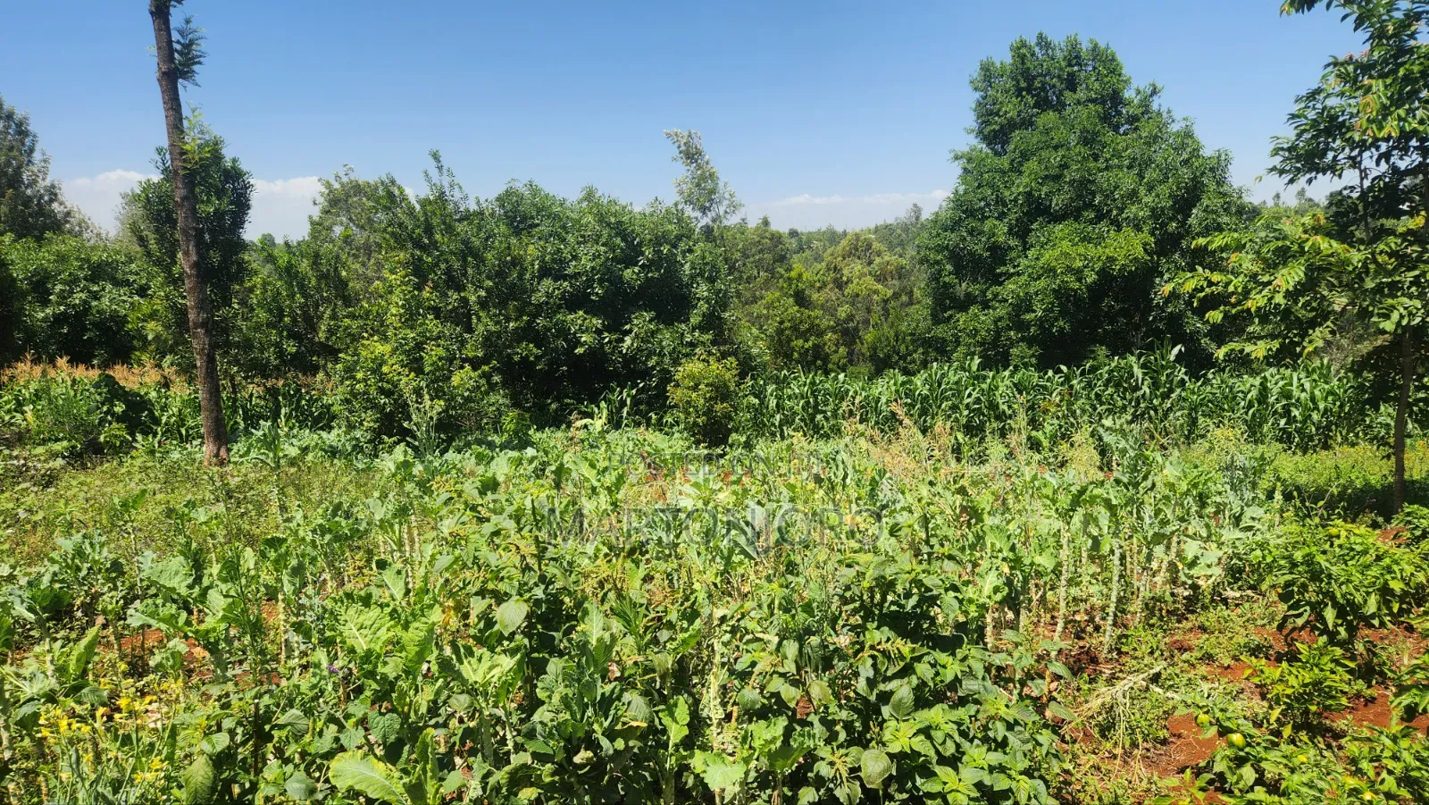 5acres Makutano [ Sagana]