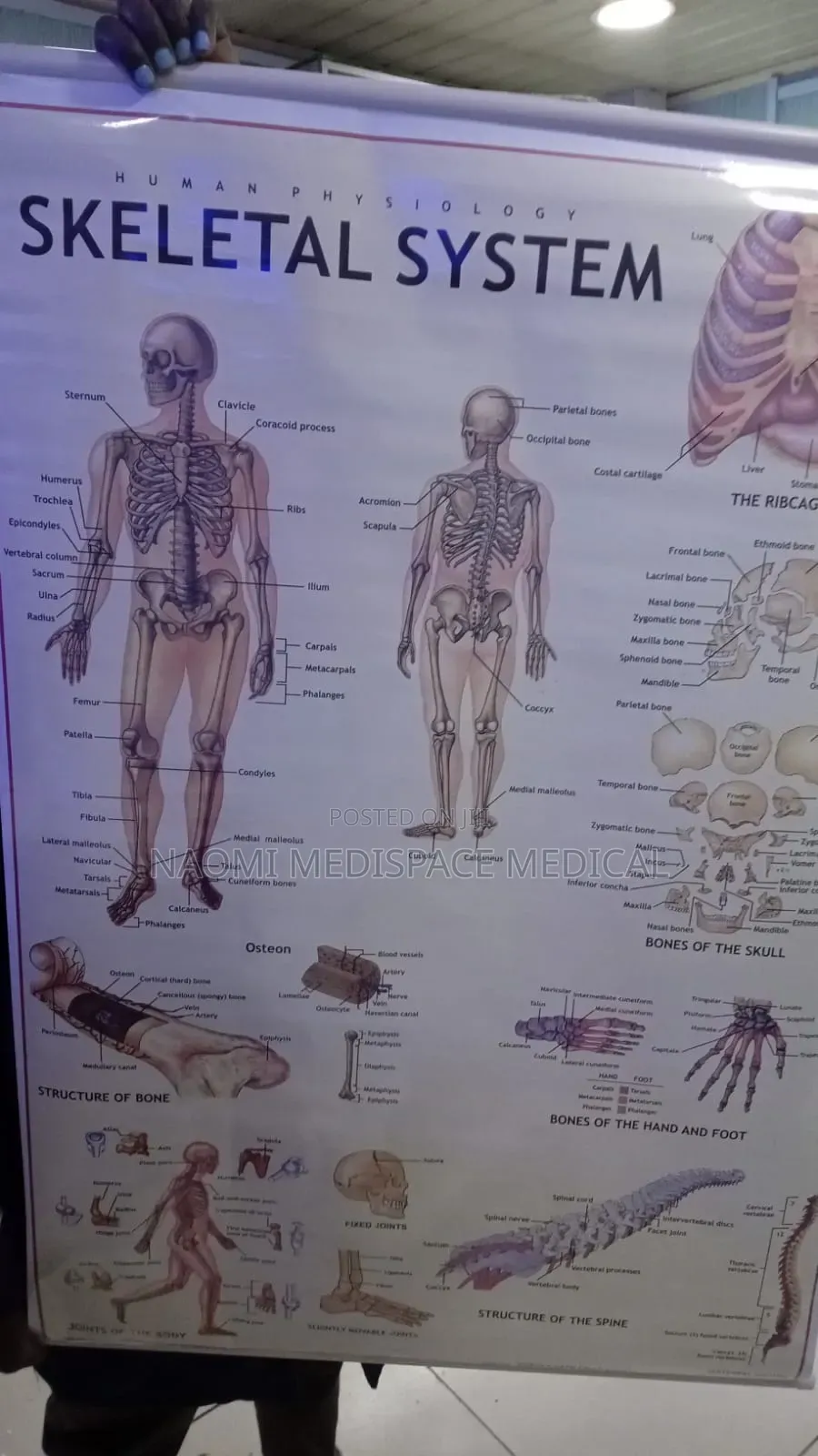 Skeletal System Training Chart-Human Physiology